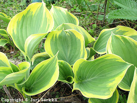 Hosta Tarhafunkia-Ryhm 'Liberty', jalokuunlilja